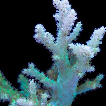 Sinularia Asterolobata (Vingerleder Koraal) Groen M (Ong. 10, Animaux & Accessoires