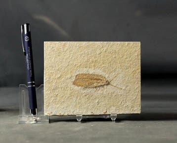 Un insecte fossile finement préservé (4,9 cm !!) - Animal, Verzamelen