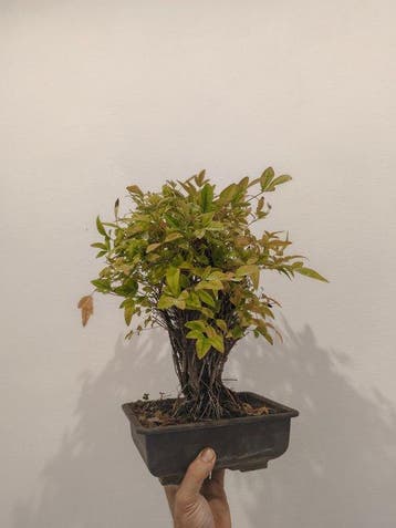 Nandina-bonsai - Hoogte (boom): 30 cm - Diepte (boom): 20 cm