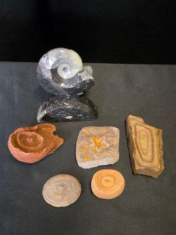 Animal fossilisé - Fossil Collection – Stromatolites,