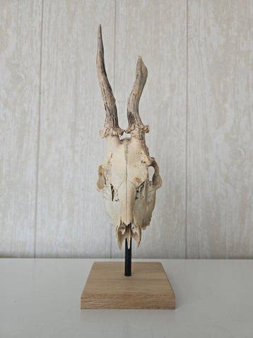 Reebok Taxidermie volledige montage - Capreolus capreolus -, Nieuw