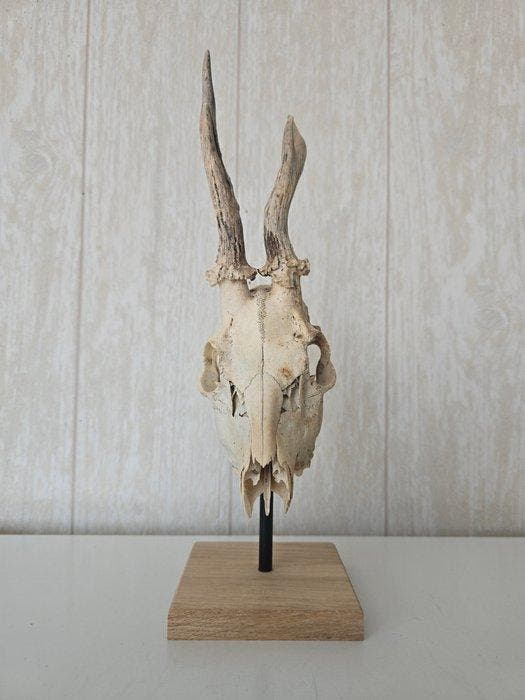 Reebok Taxidermie volledige montage - Capreolus capreolus -, Verzamelen, Dierenverzamelingen