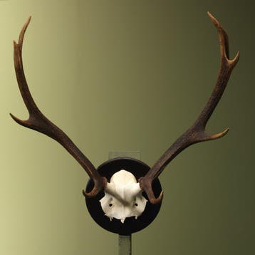 Edelhert Gewei Taxidermie Opgezette Dieren By Max, Ophalen of Verzenden, Nieuw, Wild dier, Opgezet dier