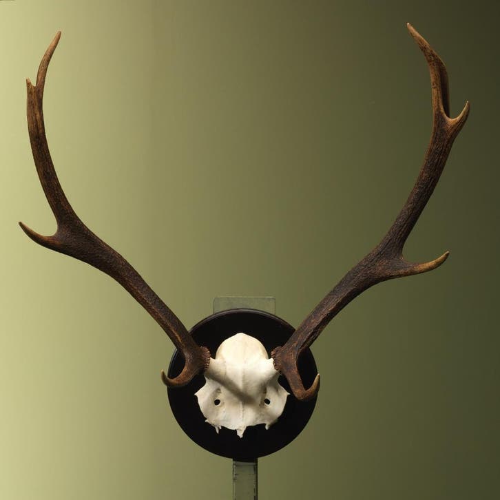 Edelhert Gewei Taxidermie Opgezette Dieren By Max, Collections, Collections Animaux, Enlèvement ou Envoi