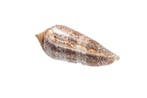 zeldzame verzamel-slak  RARE  roem der zee Taxidermie, Nieuw