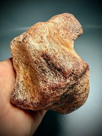 Vertèbre impressionnante de la queue d’un dinosaure - Os