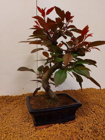 Malus diablo rouge - Hoogte (boom): 27 cm - Diepte (boom):
