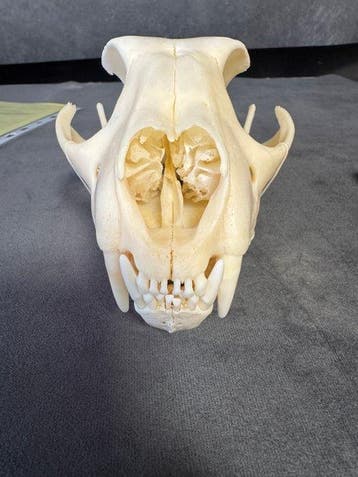 Cheeta Schedel - acinonyx jubatus - 10 cm - 12 cm - 18 cm-, Nieuw