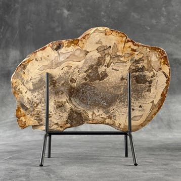 Magnifique tranche de bois pétrifié sur un socle