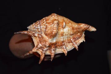 Escargot de mer Coquillage marin - S-565 LAMBIS LAMBIS (Sans, Collections