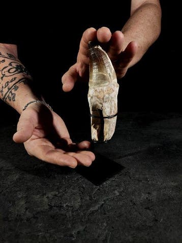 tand met een XL wortel van een mosasaurus - Fossiele tand -, Nieuw