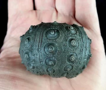 Indrukwekkende zee-egel!!! - Uitzonderlijke maat, 48 mm!!! -, Verzamelen