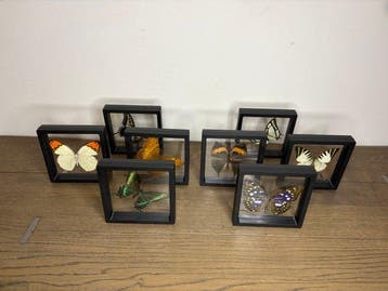 Vlinder Taxidermie volledige montage - Lepidoptera - 12 cm -