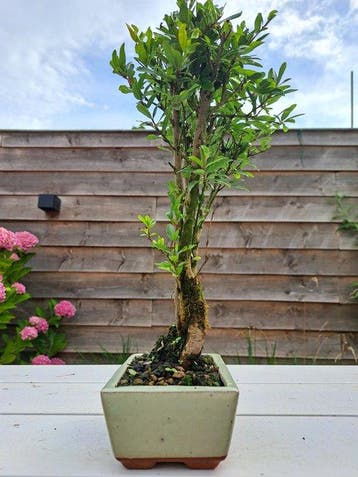 Dwerg granaatappel bonsai (Punica granatum) - Hoogte (boom):