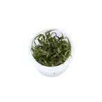 Cryptocoryne undulata veinghera in vitro, Dieren en Toebehoren, Verzenden, Nieuw