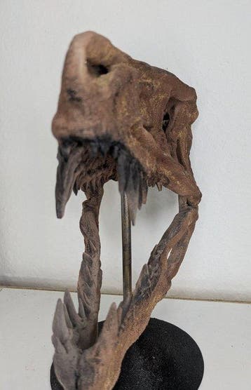 Fossiele schedel - Postosuchus kirkpatricki - Museum Grade