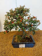 cotoneaster - Hoogte (boom): 27 cm - Diepte (boom): 27 cm -