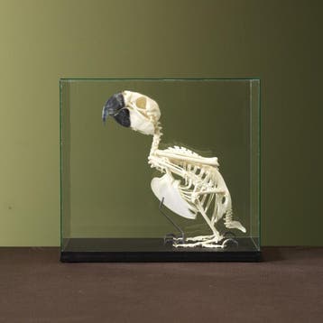 Blauw-Gele Ara Skelet Taxidermie Opgezette Dieren By Max, Ophalen of Verzenden, Opgezet dier