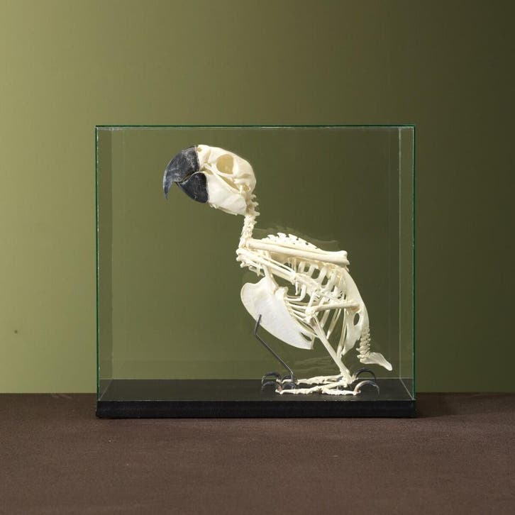 Blauw-Gele Ara Skelet Taxidermie Opgezette Dieren By Max, Verzamelen, Dierenverzamelingen, Opgezet dier, Nieuw, Vogel, Ophalen of Verzenden