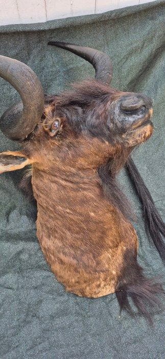 zwart gnoe Taxidermie volledige montage - Connochaetes gnou