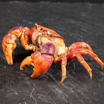 Neosamaticum Asiaticum – Gedroogde tropische krab -, Nieuw