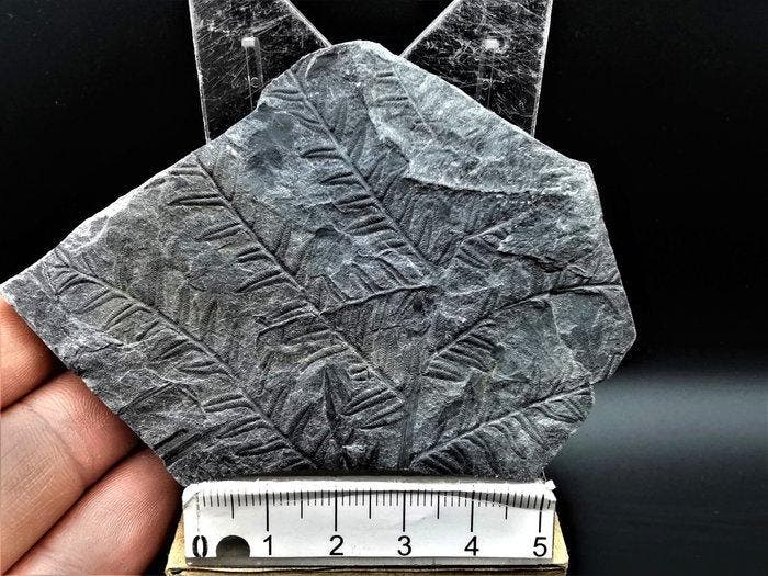 Varen - Gefossiliseerde plant - Alethopteris lonchitica, Collections, Minéraux & Fossiles