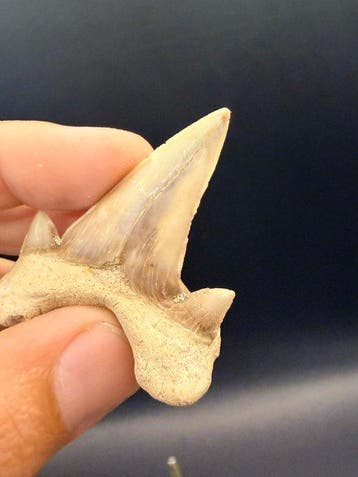 Requin - Dent fossile - Otodus obliquus - 5.9 cm (Sans prix