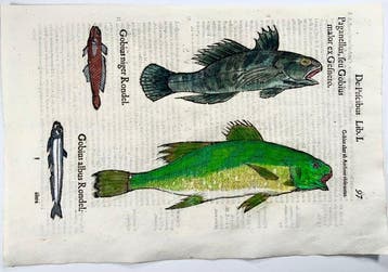 Aldrovandi; Fish, Rock Goby, Black Goby - Folio with 4 hand