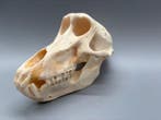 Aap Schedel - Papio Ursinus - 13 cm - 11 cm - 20 cm- CITES