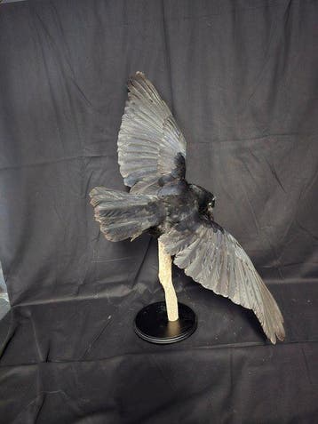 Corbeau Support de corps entier pour taxidermie - Corvidae -, Collections, Collections Animaux