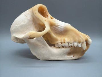 Singe Crâne - Papio Ursinus - 11 cm - 11 cm - 18 cm- CITES, Collections