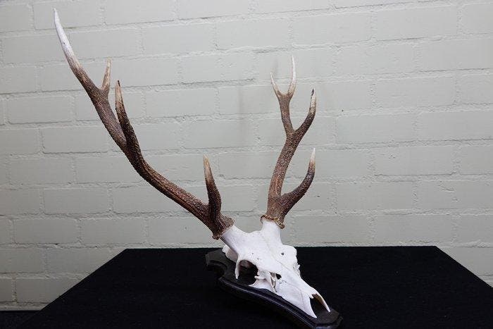 Sika Deer Schedel met gewei - Cervus nippon - 43 cm - 55 mm, Verzamelen, Dierenverzamelingen