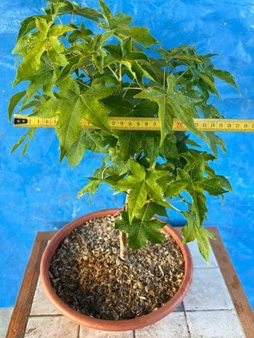 bonsaï Liquidambar - Hauteur (arbre) : 38 cm - Profondeur