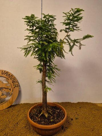 sequoia nord - Hoogte (boom): 76 cm - Diepte (boom): 37 cm -