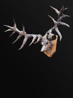 Gabor M Szoke - Trophy