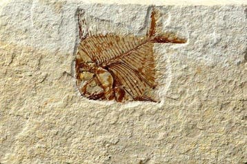 Prachtigste fossiele vis op steen - - Gefossiliseerd dier -