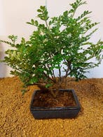 Bonsaï Poivre Chinois (Zanthoxylum) - Hauteur (arbre) : 26
