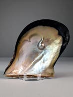 Huître ailée de Penguin avec perle Coquillage marin - Pteria, Nieuw