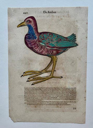 Conrad Gesner - Vogelbuch - 1617