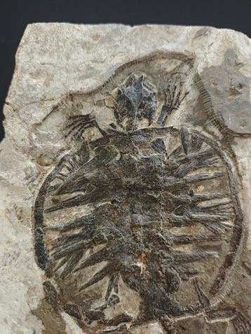 Gefossiliseerd dier - Manchurochelys - 23 cm - 18 cm, Verzamelen