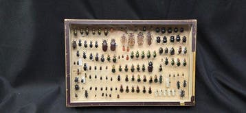 Paléarctique beetles ex French Mr Amédro (39x26cm) - Diorama