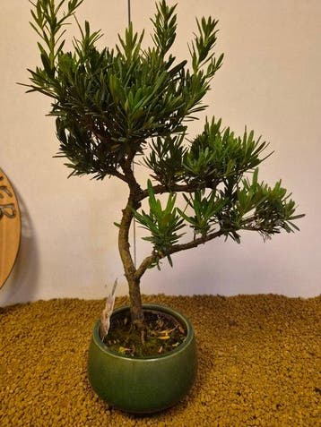 Bonsaï Pin des Bouddhistes (Podocarpus macrophyllus) -