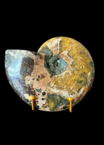 Cleoniceras besairiei - Gefossiliseerde schelp - 16 cm - 20, Verzamelen