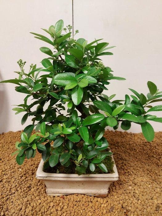 Vuurdoorn bonsai (Pyracantha) - Hoogte (boom): 26 cm -, Antiquités & Art, Curiosités & Brocante