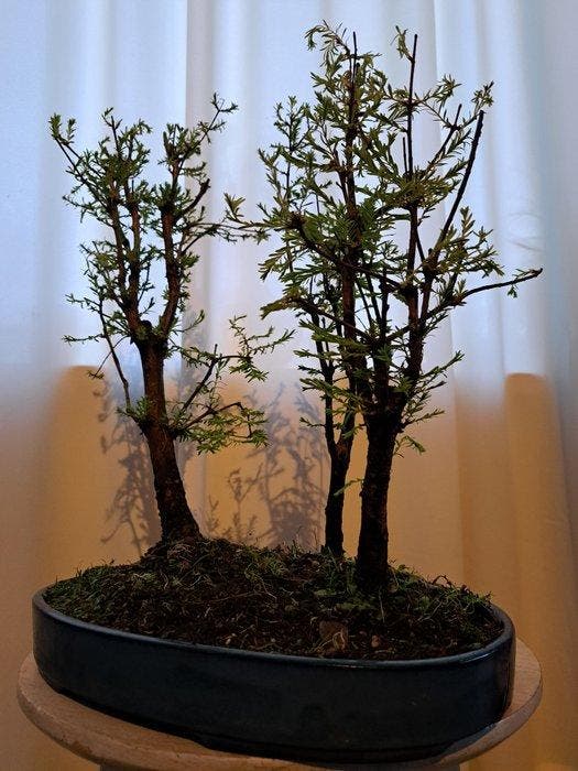 Metasequoia bos in grote bonsaischaal - Hoogte (boom): 37 cm, Antiek en Kunst, Curiosa en Brocante