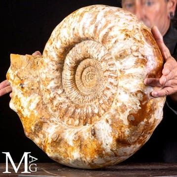 Monumentale getuigenis van het Midden-Jura - Grote fossiele, Verzamelen, Mineralen en Fossielen