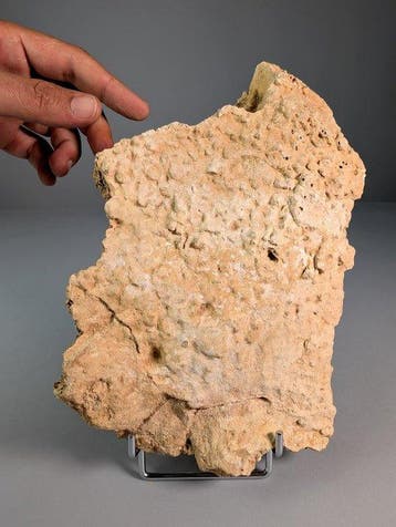 Fragment de carapace fossile de tortue géante - Carapace