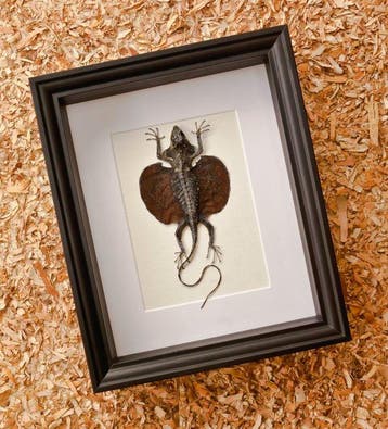 draakje Taxidermie volledige montage - Frimbriatus - 28.5 cm