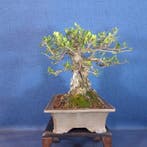 Bonsaï Olivier (Olea europaea) - Hauteur (arbre) : 30 cm -