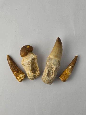 Dent fossile - Fossil Teeth Collection – Morocco –